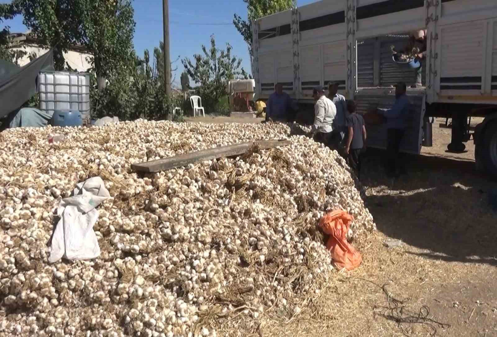 Aksaray’ın ata tohumundan yetiştirilen organik sarımsakların hasadı başladı 9 aksarayin ata tohumundan yetistirilen organik sarimsaklarin hasadi basladi 5 csNj4sSj