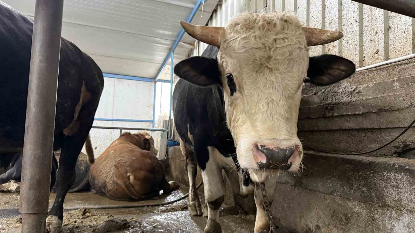 aksiliklerinden kantara cikamiyorlar 4 yasindaki dev tosunlari goren bir daha bakiyor 3 gYippr3n