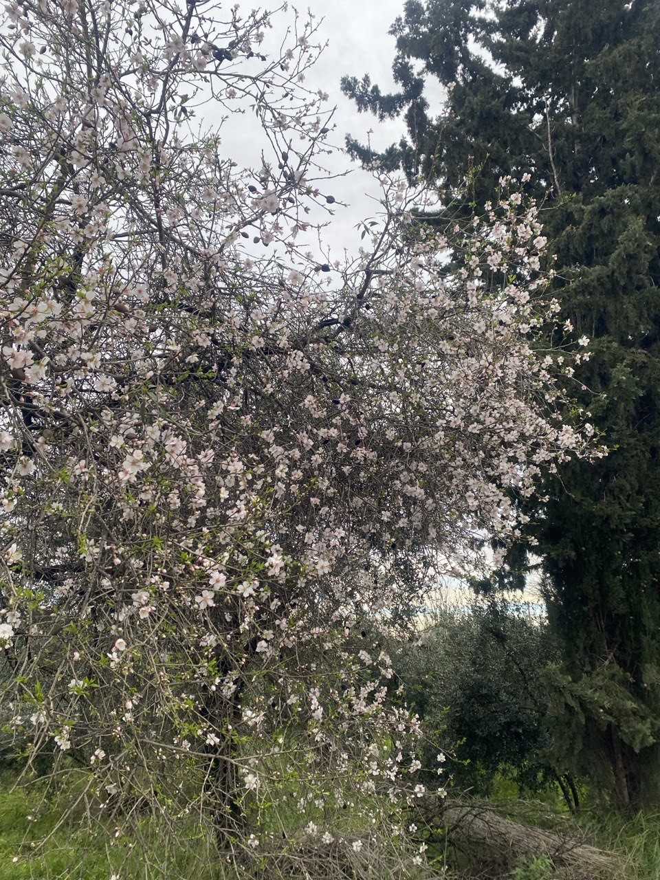 aksuda badem agaclari subat ortasinda cicek acti 5 6LSv3OwZ