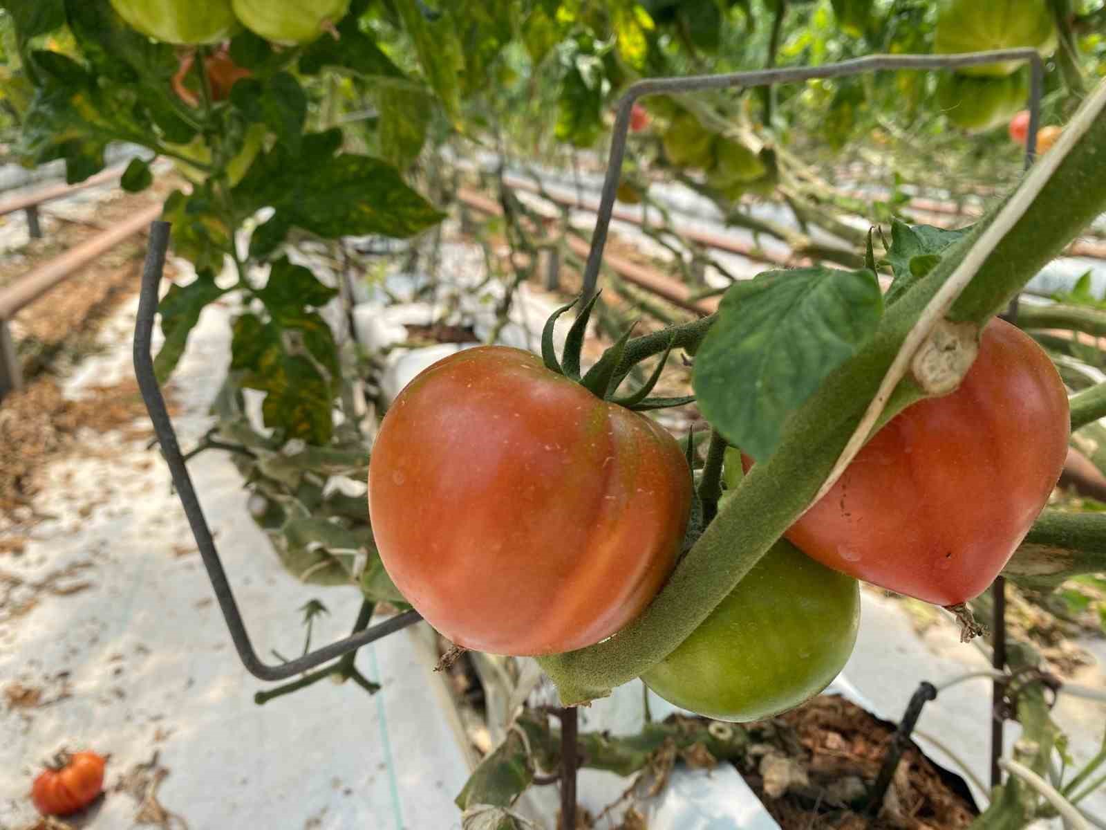 aksuda ortu alti tarimda yillik yaklasik 370 bin tonluk rekoltenin tamami kadin ciftcilerin emegiyle mhLzcjhF