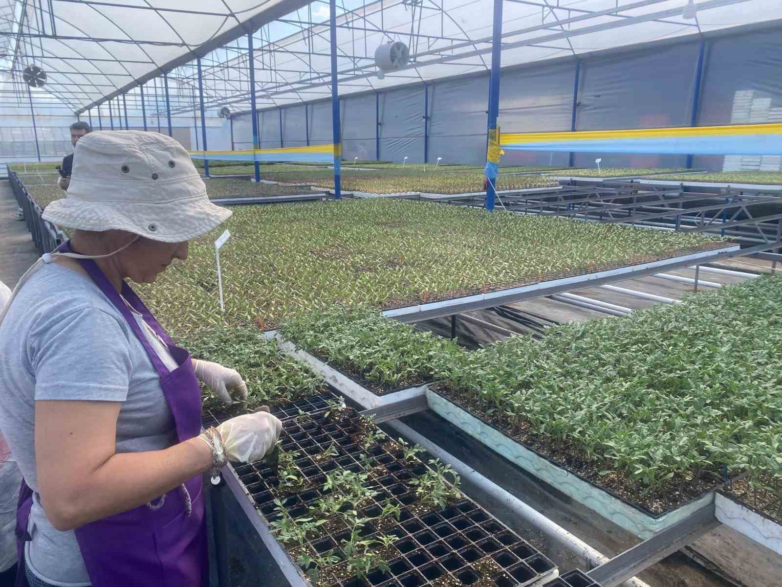 aksuda ortu alti tarimda yillik yaklasik 370 bin tonluk rekoltenin tamami kadin ciftcilerin emegiyle w3cu1hRG