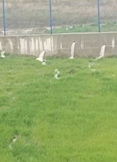 aku fabrikasindan aktigi iddia edilen su ciftcinin tarlalarini kullanilmaz hale getirdi 3 8UJspjlp