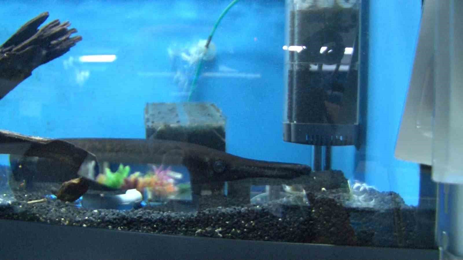 Akvaryumseverler artık süs balıklarını değil, egzotik ve tehlikeli türleri tercih ediyor 8 akvaryumseverler artik sus baliklarini degil egzotik ve tehlikeli turleri tercih ediyor 4 W3AiyKgN