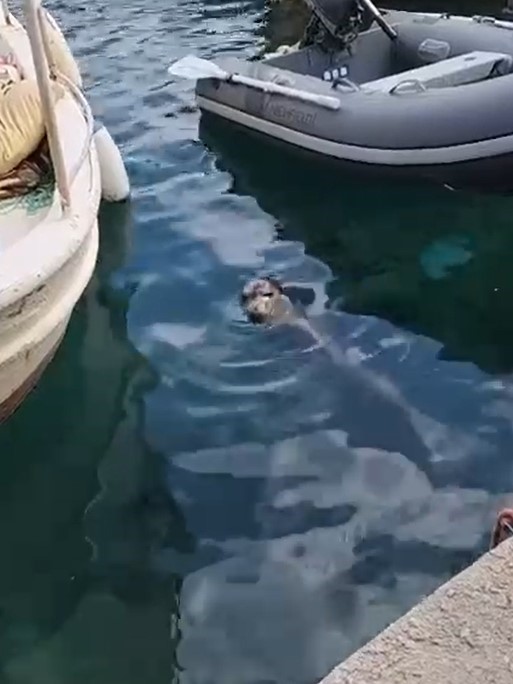 Akyarlar’da yavru Akdeniz foku ilgi odağı oldu 5 akyarlarda yavru akdeniz foku ilgi odagi oldu 1 ROd7u3th