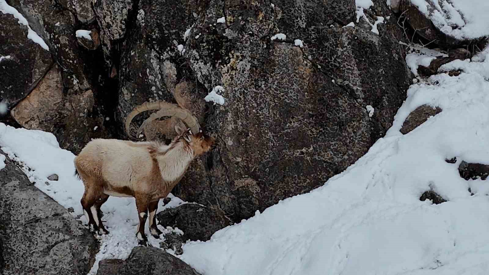 aladaglarda kartpostallik kis manzarasi dag kecileri dron ile goruntulendi 2 ACULTf6g