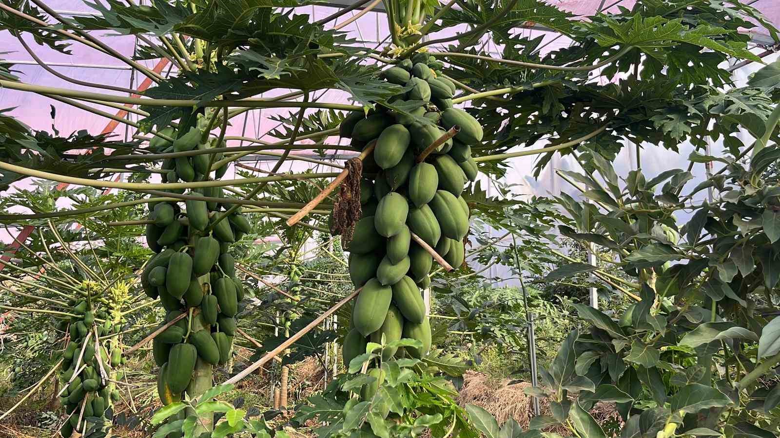 alanya 40 bine yakin tropikal meyve ureticisiyle ic piyasa ihtiyacini karsiliyor 4