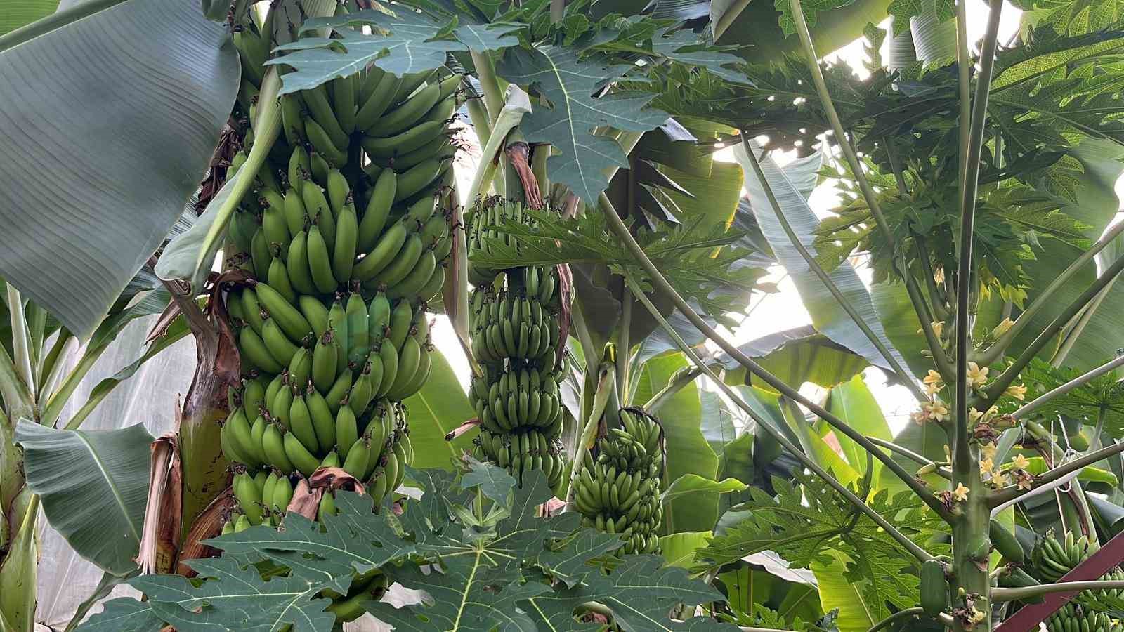 alanya 40 bine yakin tropikal meyve ureticisiyle ic piyasa ihtiyacini karsiliyor 6 21bZIVhk