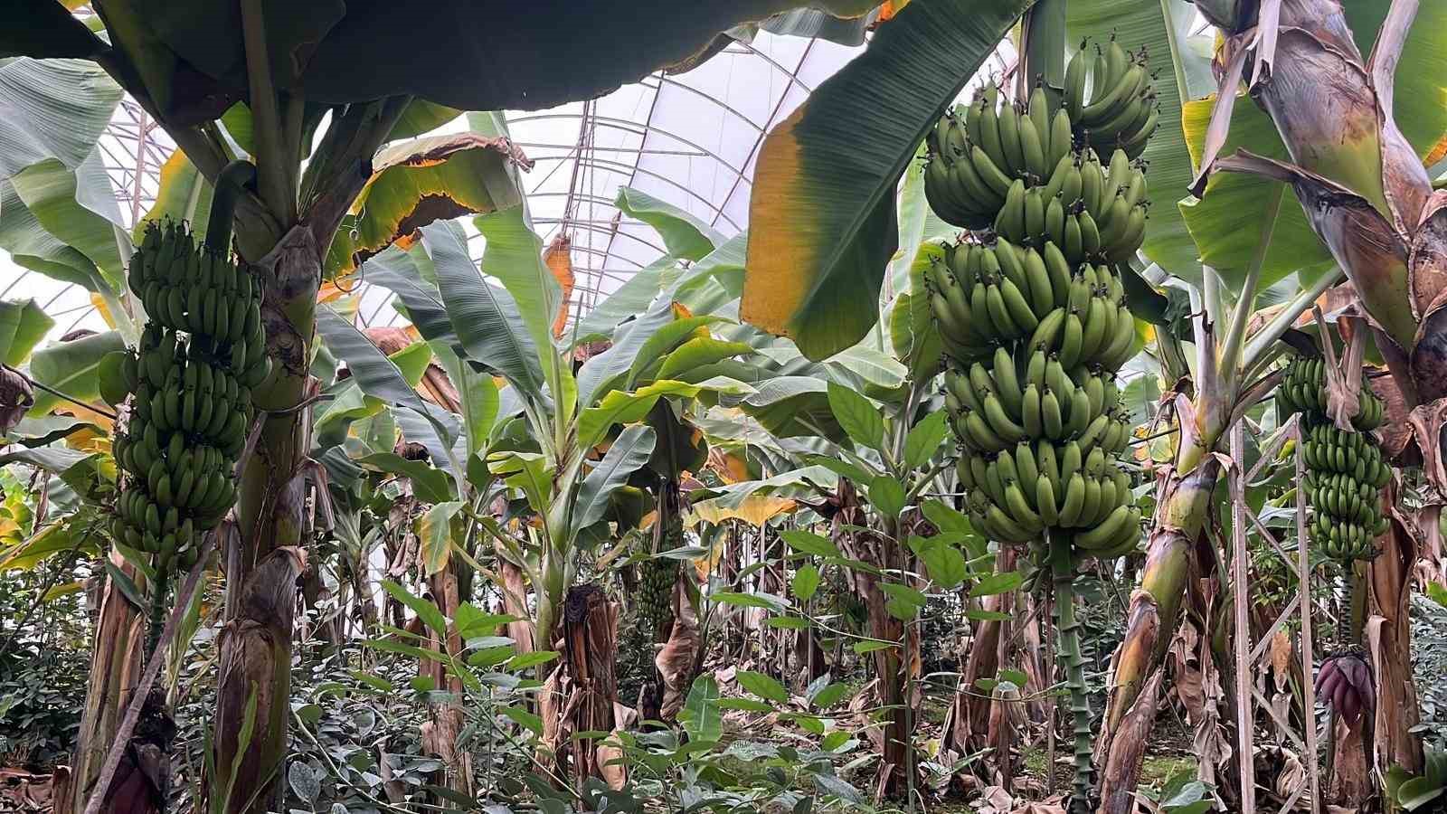 alanya turkiyenin muz ihtiyacinin yuzde 40ini karsiliyor 3 cTrRQlMM