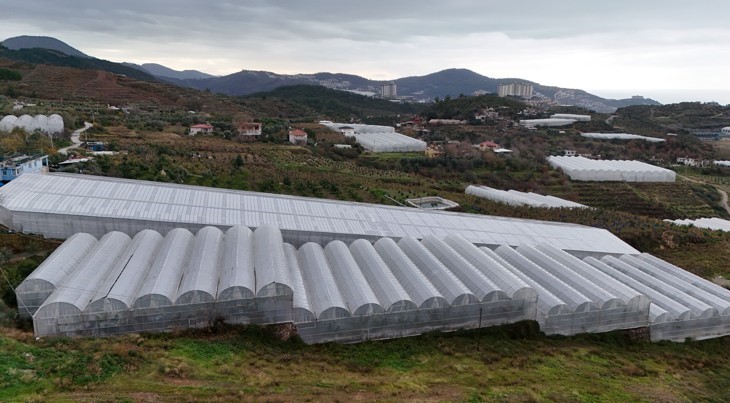alanya turkiyenin muz ihtiyacinin yuzde 40ini karsiliyor 5