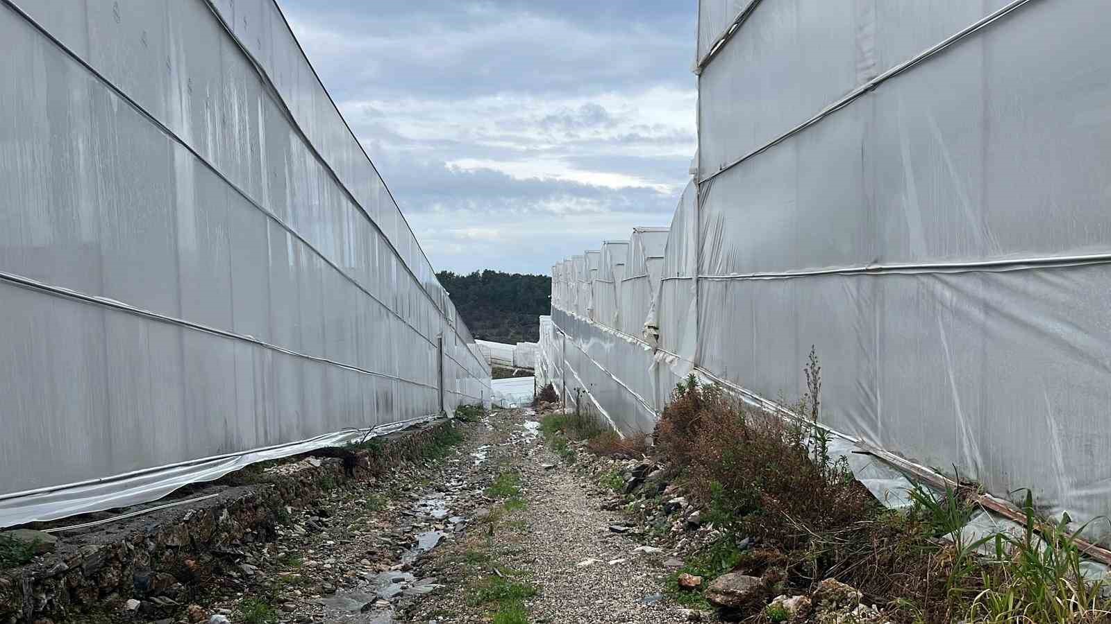 alanya turkiyenin muz ihtiyacinin yuzde 40ini karsiliyor 6 DRSpl1Wk