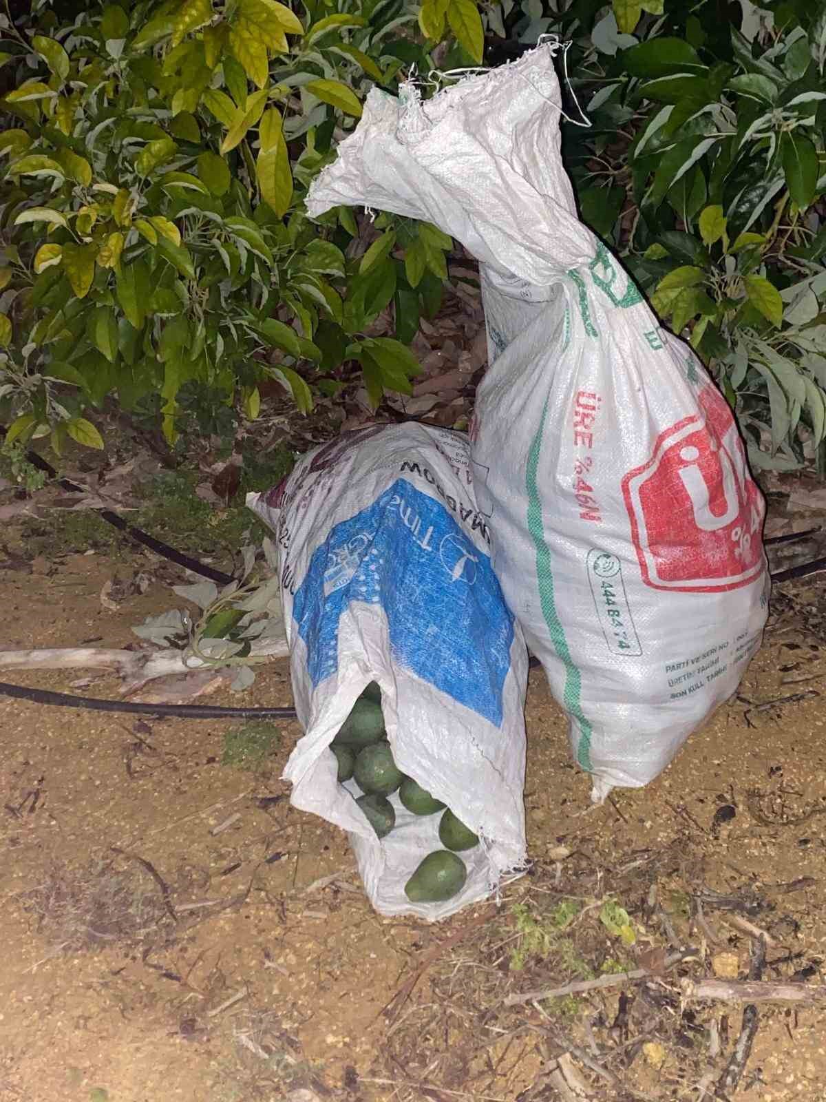 alanyada caldiklari avokadoyu birakip kacan suphelilere adli kontrol karari 9 siQae3Vd