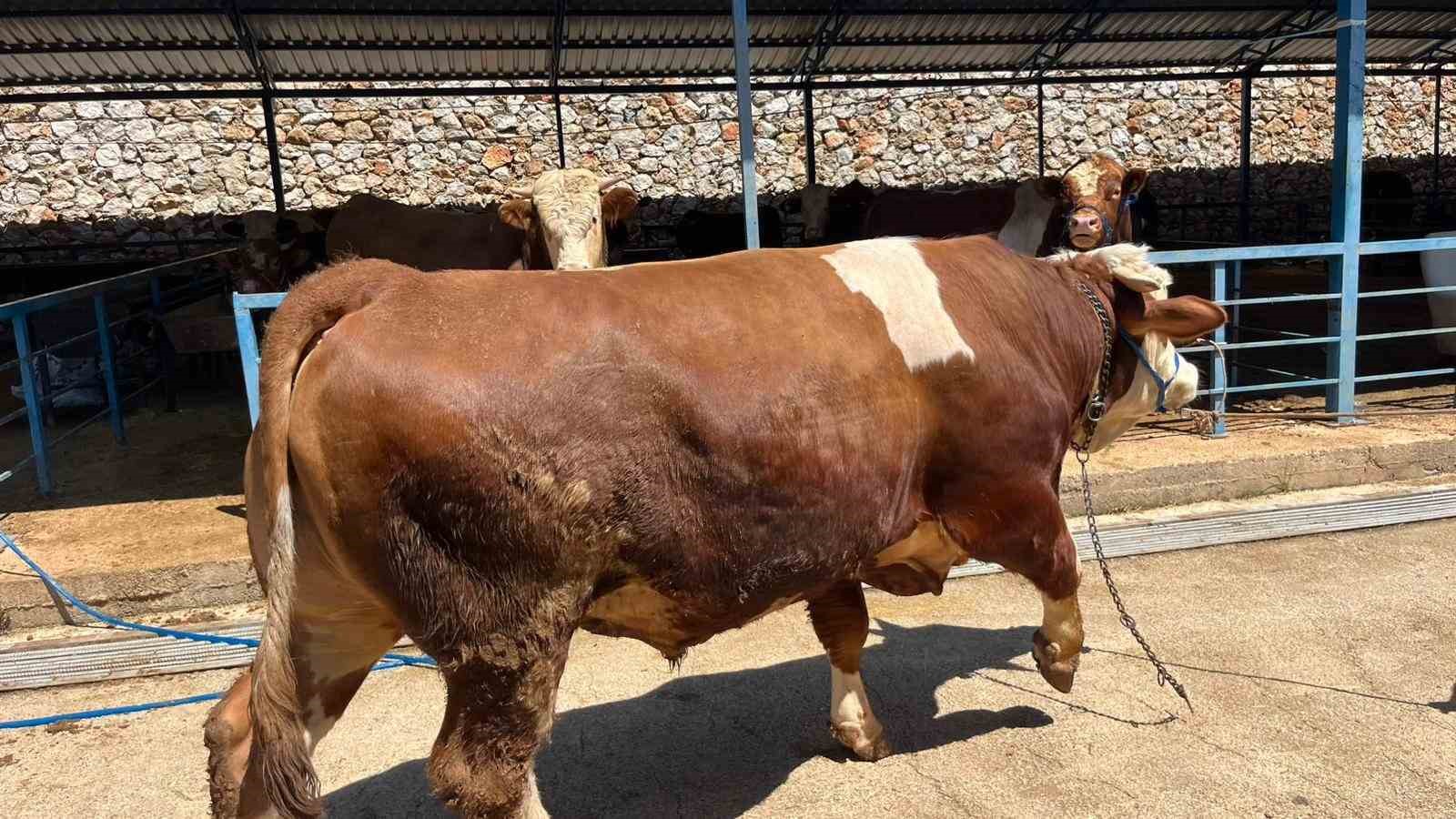 alanyada kurban pazarinin gozdesi 1 ton 200 kilogramlik dana 450 bin tlye alici buldu