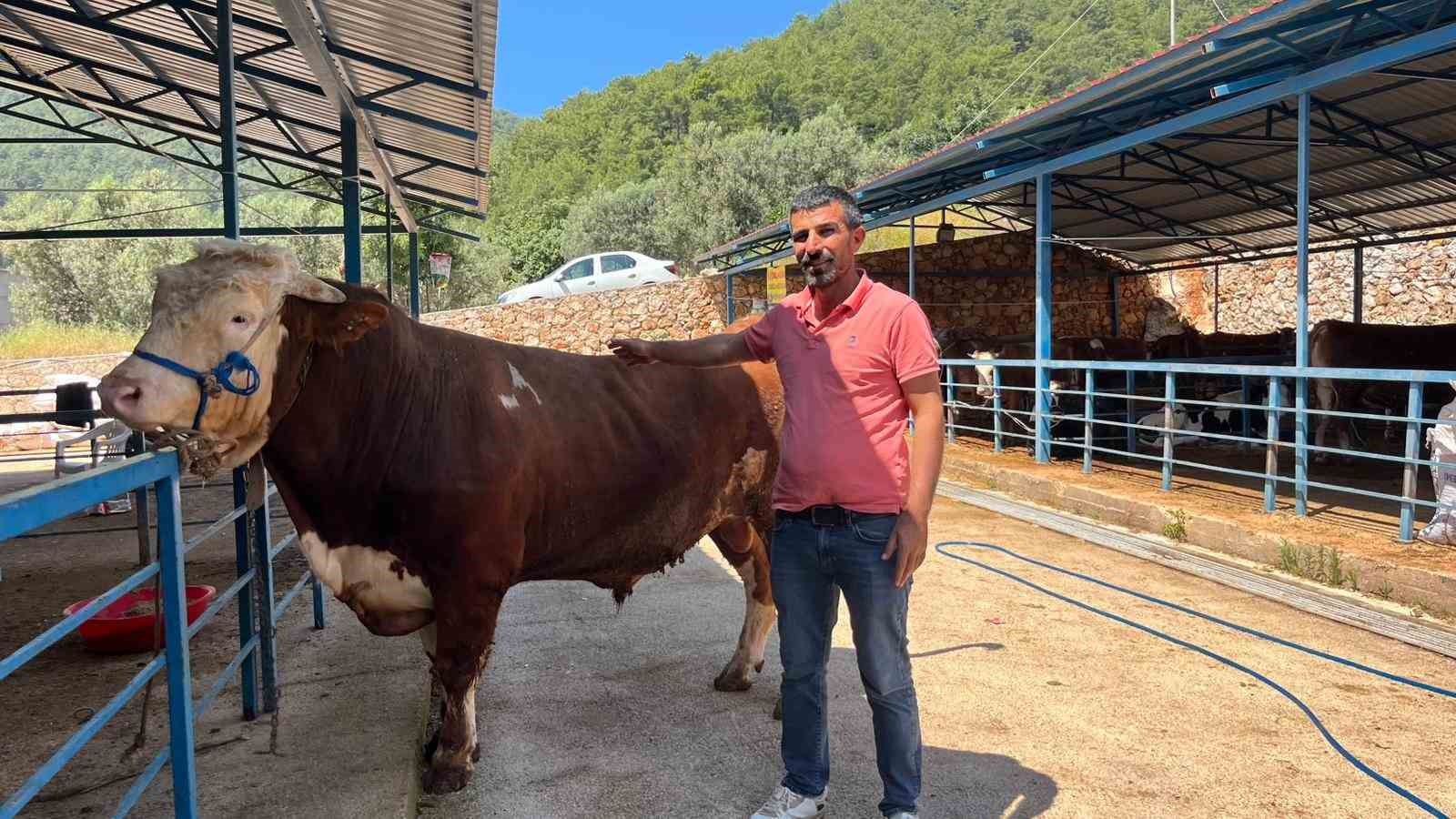 alanyada kurban pazarinin gozdesi 1 ton 200 kilogramlik dana 450 bin tlye alici buldu WJO2qacM