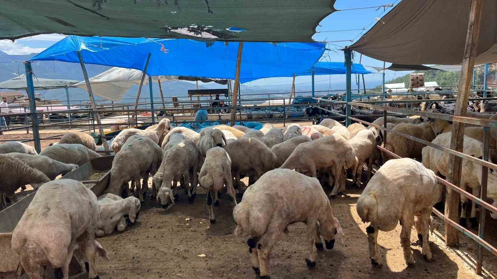 alanyada kurban pazarinin gozdesi 1 ton 200 kilogramlik dana 450 bin tlye alici buldu