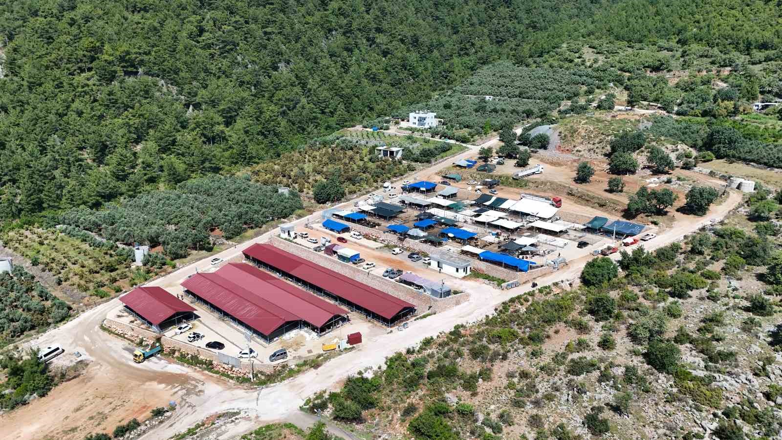 alanyada kurban pazarinin gozdesi 1 ton 200 kilogramlik dana 450 bin tlye alici buldu YvTvVBwS