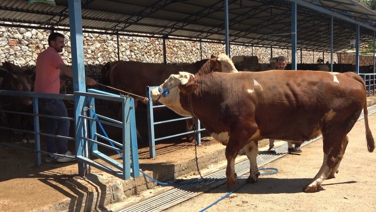 alanyada kurban pazarinin gozdesi 1 ton 200 kilogramlik dana 450 bin tlye alici buldu raERrsGV
