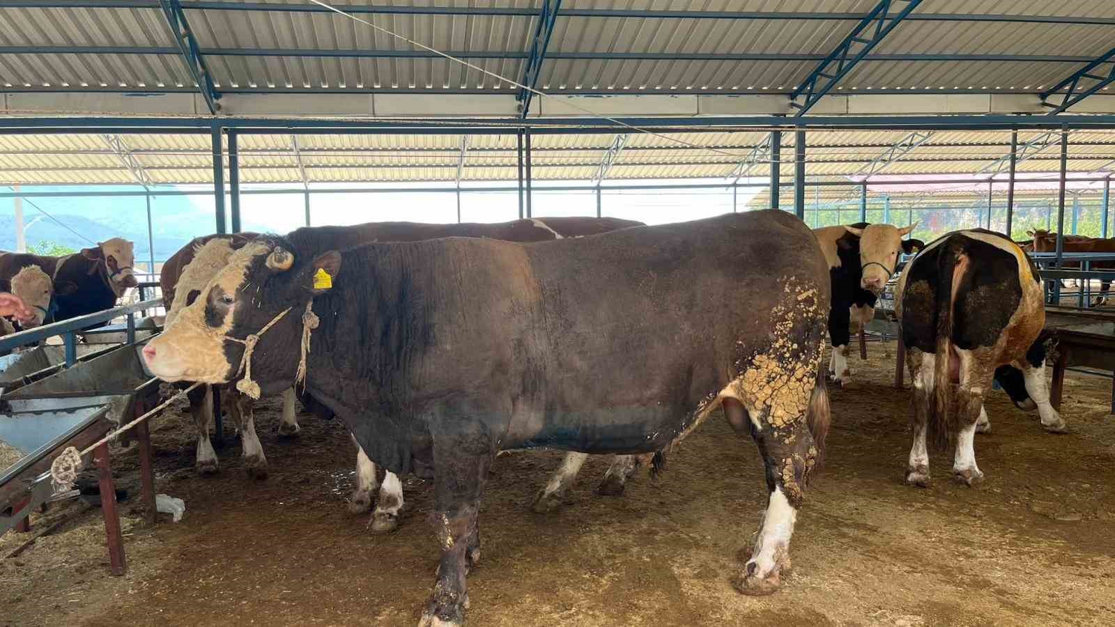 alanyada kurban pazarinin gozdesi 1 ton 200 kilogramlik dana 450 bin tlye alici buldu wnmBKpeW