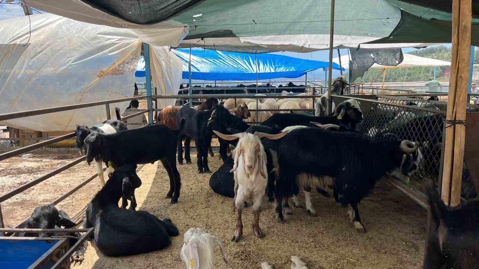 alanyada kurban pazarinin gozdesi 1 ton 200 kilogramlik dana 450 bin tlye alici buldu