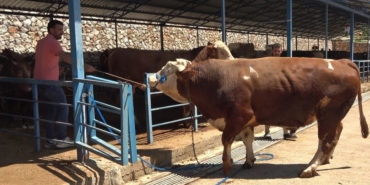 alanyada-kurban-pazarinin-gozdesi-1-ton-200-kilogramlik-dana-450-bin-tlye-alici-buldu-y1u3f3LM.jpg