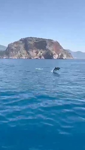 alanyada yunuslarin gosterisi turistleri hayran birakti 1 JZhTPzEa