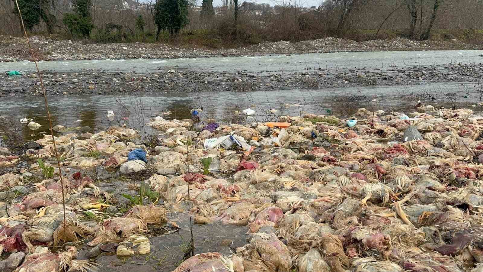 alaplida cay yataginda onlarca tavuk olusu bulundu 0 XXWfg1kX