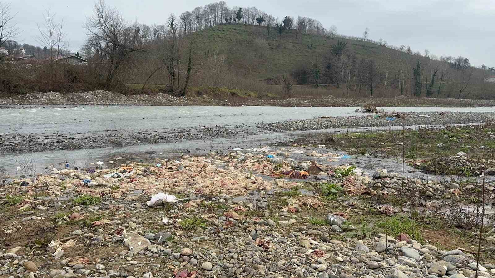 alaplida cay yataginda onlarca tavuk olusu bulundu 1