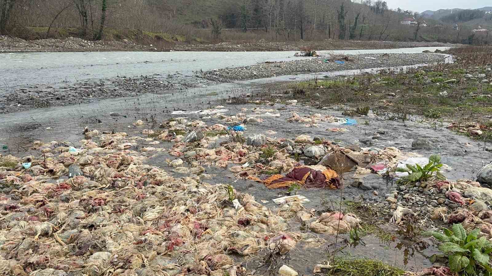 alaplida cay yataginda onlarca tavuk olusu bulundu 2 WOhE9l4X