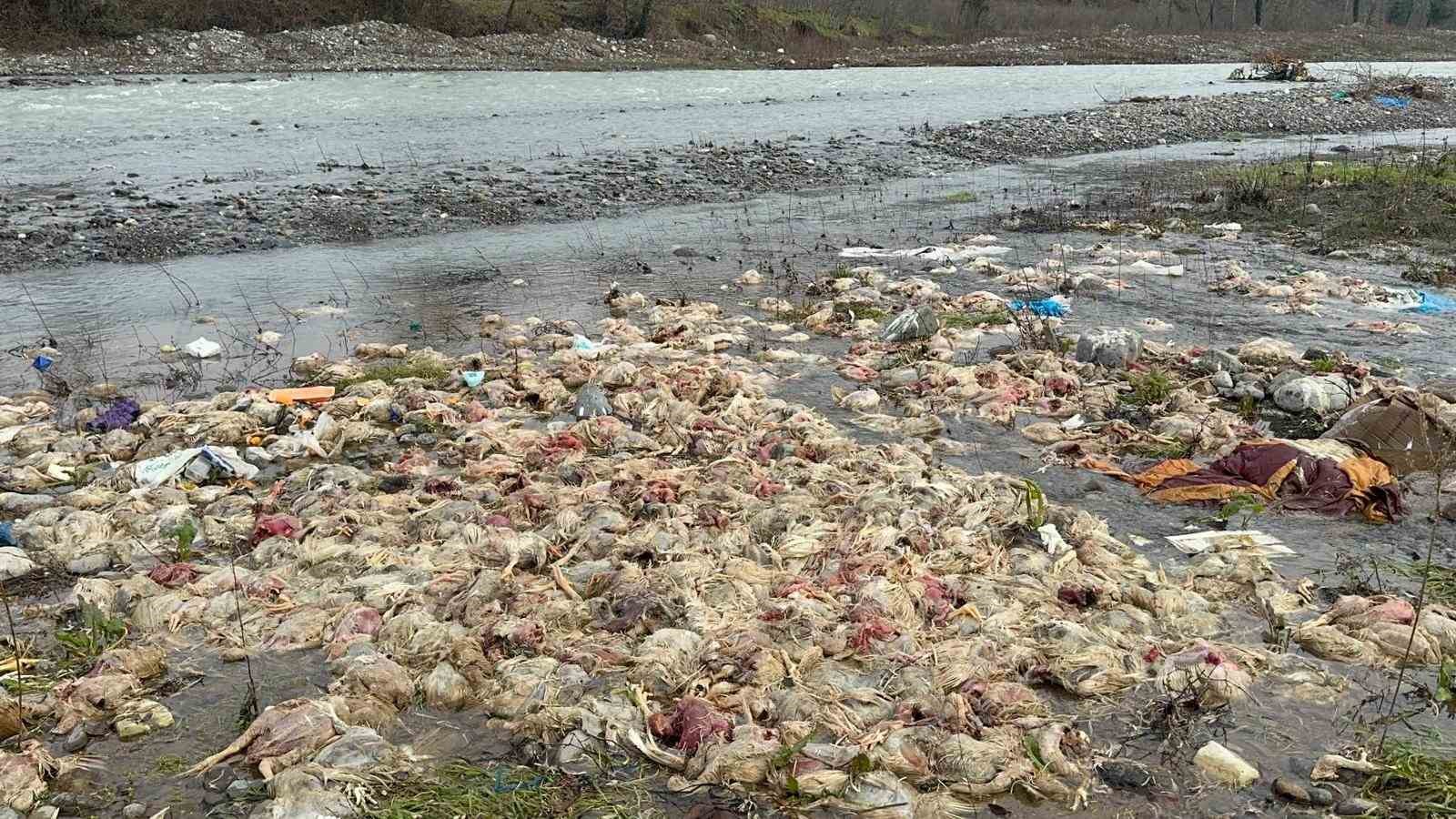 alaplida cay yataginda onlarca tavuk olusu bulundu 3 EVajPy1P