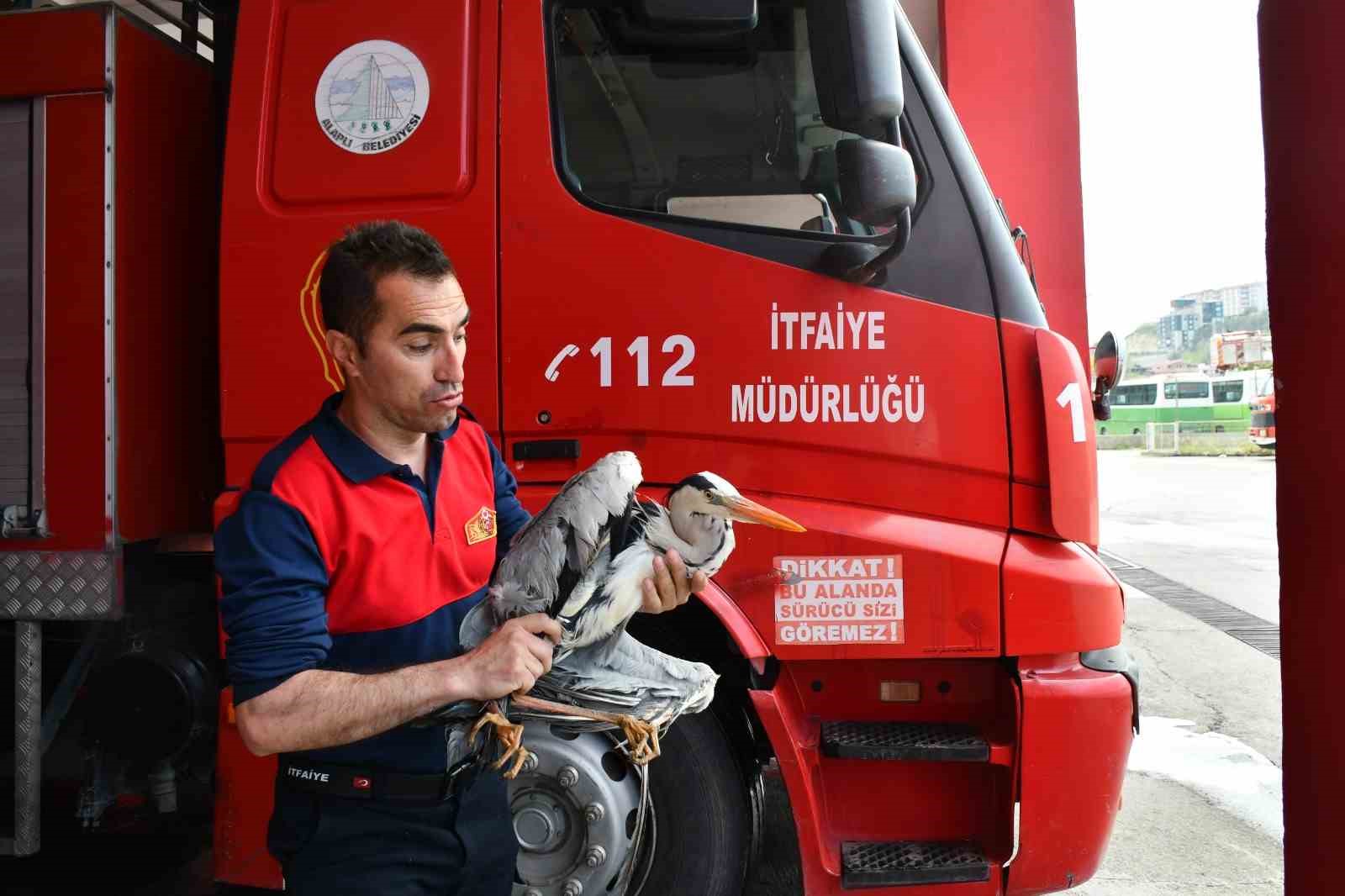alaplida yarali gri balikcil icin zamanla yaris 1 pkRfXe1w