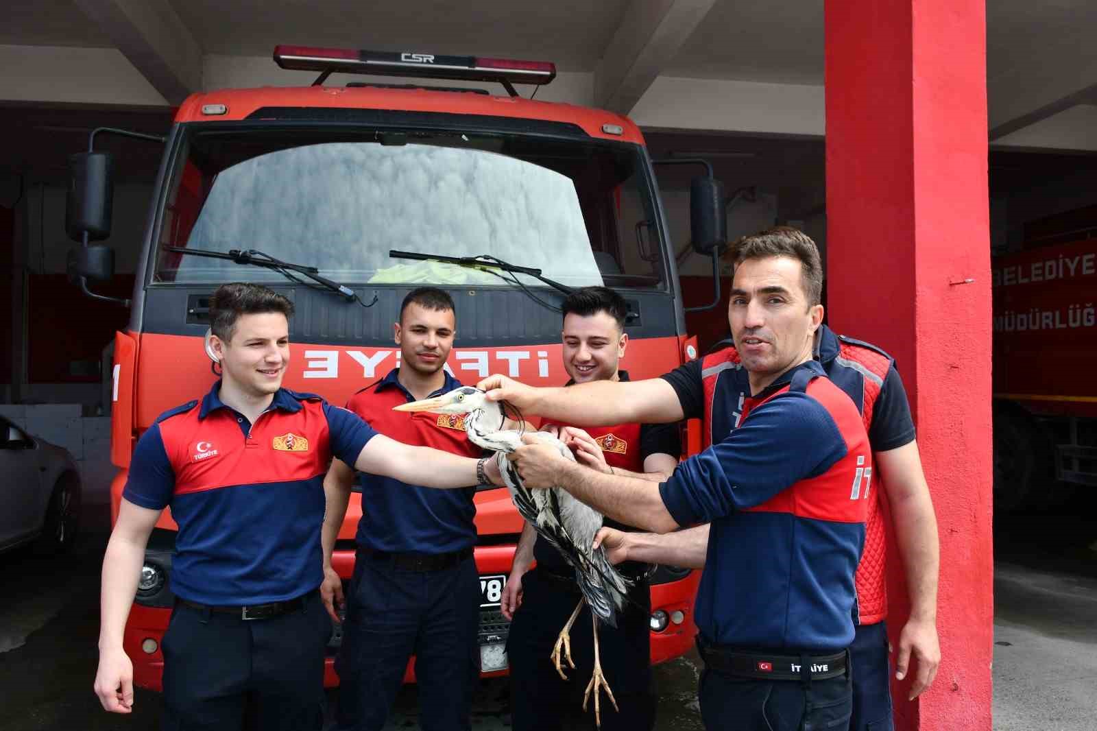alaplida yarali gri balikcil icin zamanla yaris 2 TliXnlMP
