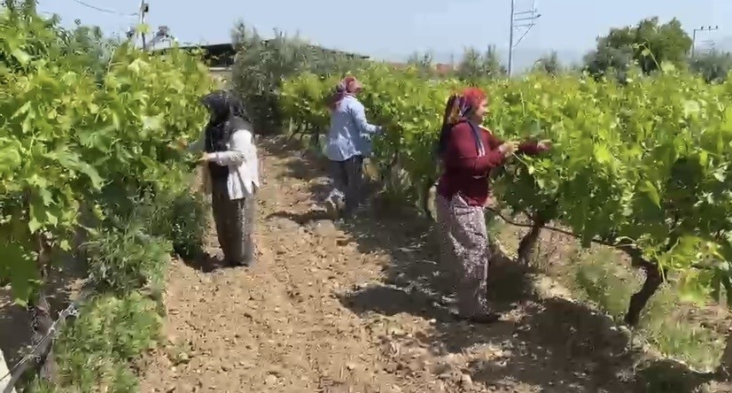 alasehirde ciftcilere son uyari 3 lVN9DAUR