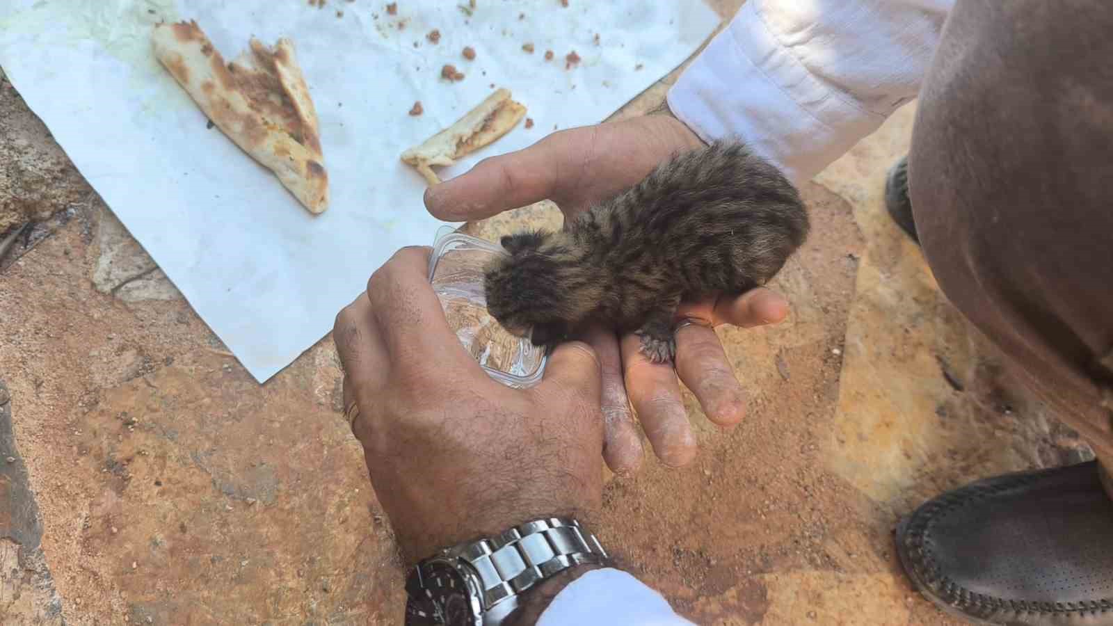 alevlerden kurtulan kediye iha ekibi kucak acti 3 ukQGtBth