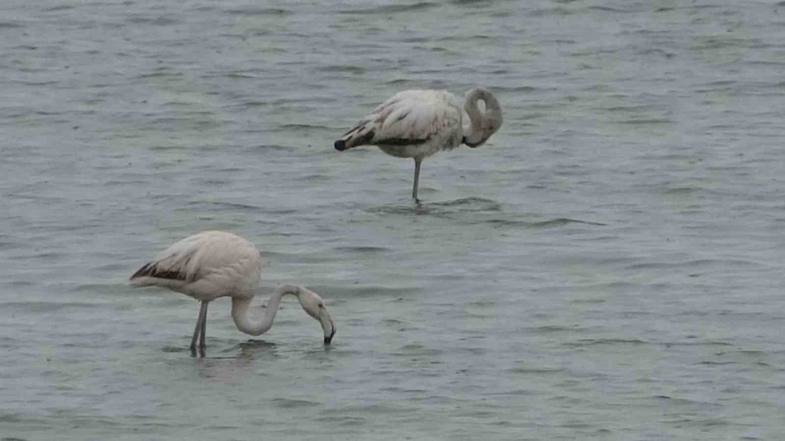 Allı turnalar bu yıl Van’a erken geldi 6 alli turnalar bu yil vana erken geldi 2 R3Z9dlTs