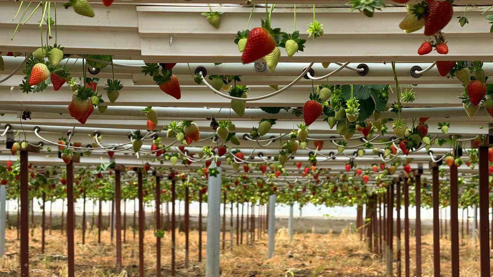 almanyada egitim aldi turkiyede topraksiz basariyi yakaladi hedef 100 ton cilek 0 vNQBXmBj