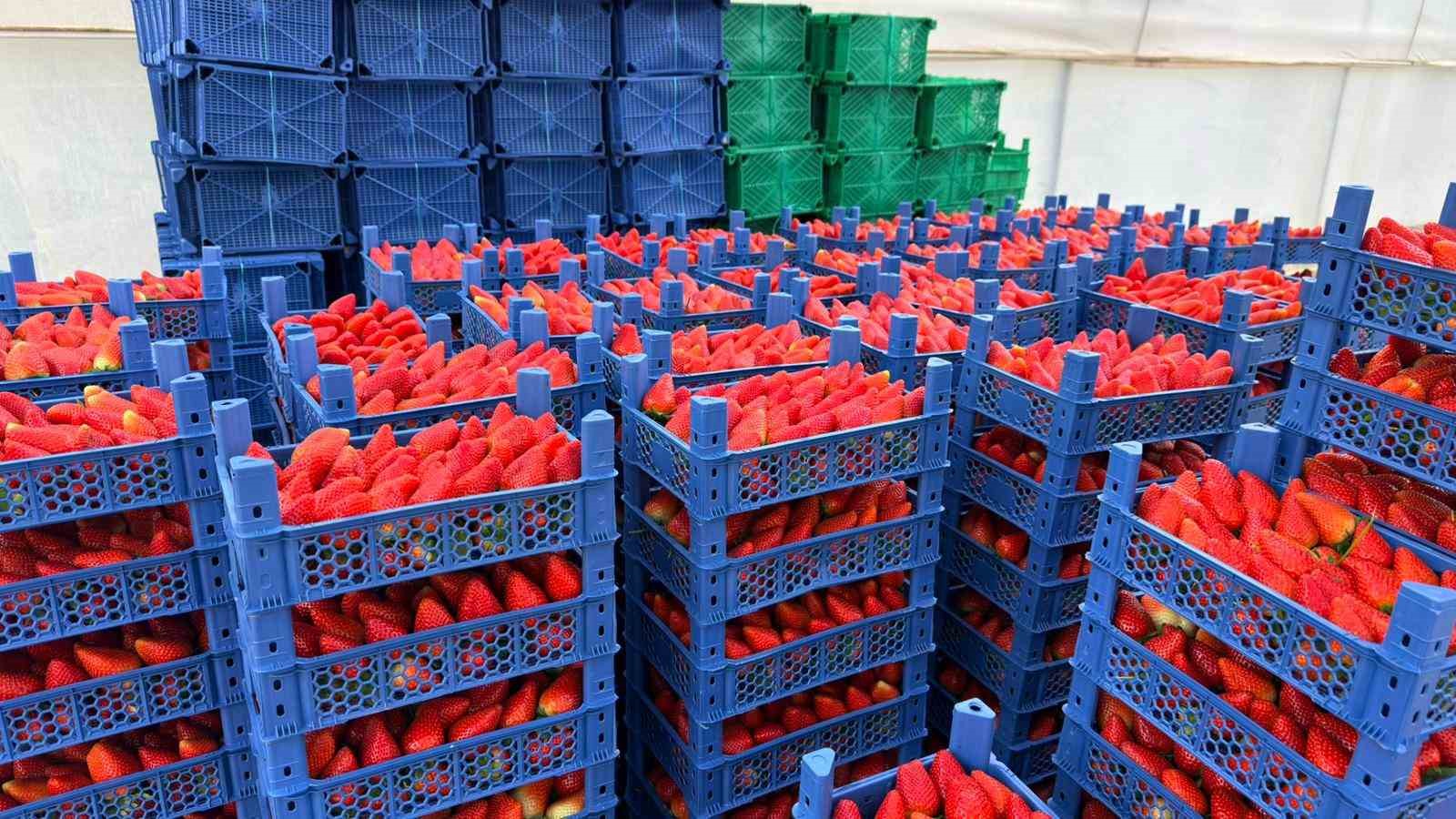 almanyada egitim aldi turkiyede topraksiz basariyi yakaladi hedef 100 ton cilek 2 CY8XBjmf