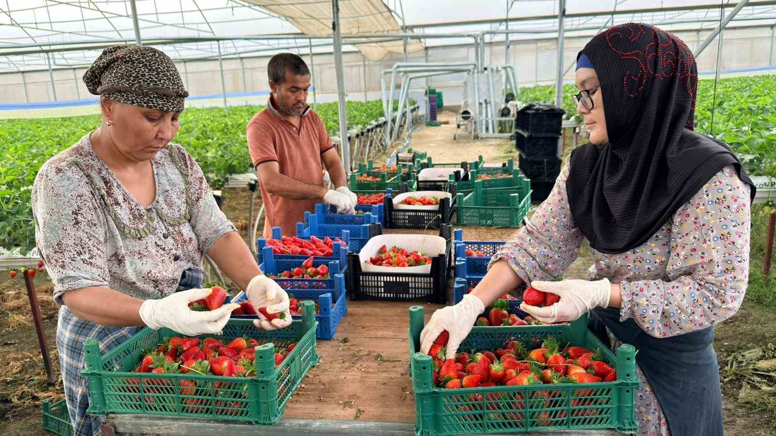 almanyada egitim aldi turkiyede topraksiz basariyi yakaladi hedef 100 ton cilek 3 ej1knmJE