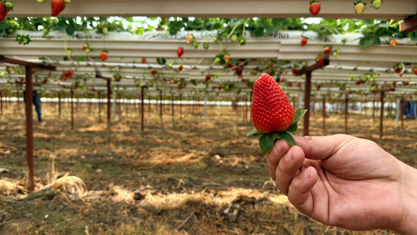 almanyada egitim aldi turkiyede topraksiz basariyi yakaladi hedef 100 ton cilek 4 YgckgBwj