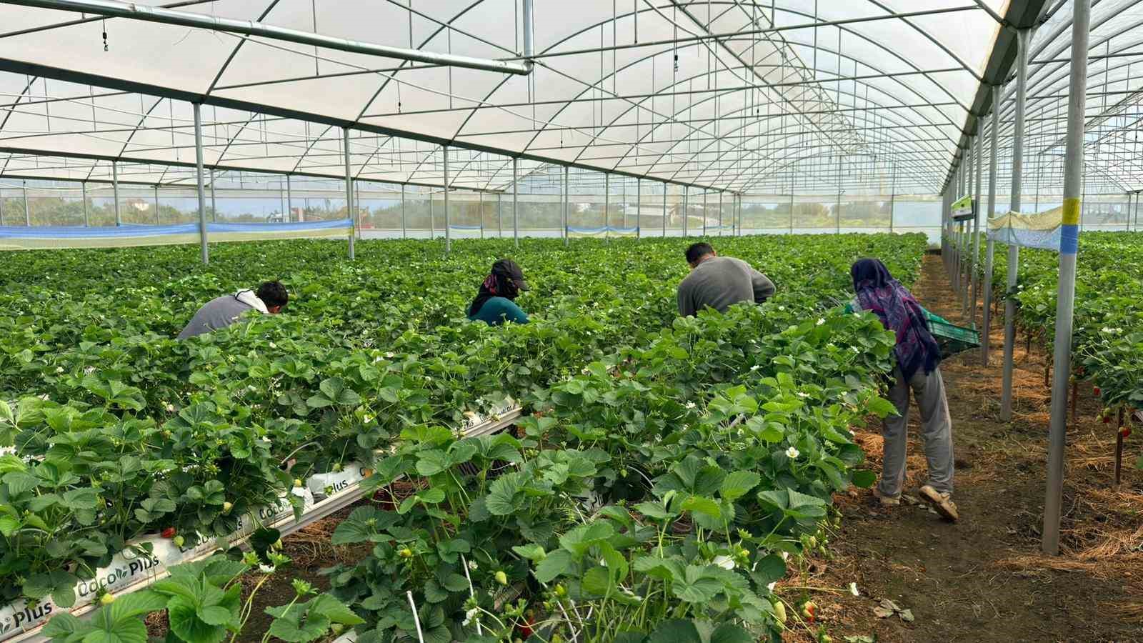 almanyada egitim aldi turkiyede topraksiz basariyi yakaladi hedef 100 ton cilek 5 MlMvszXl