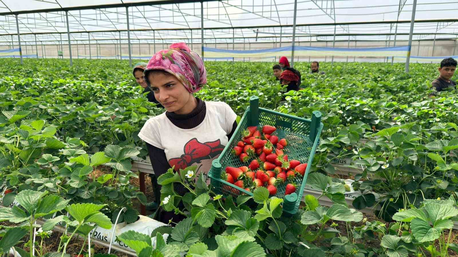 almanyada egitim aldi turkiyede topraksiz basariyi yakaladi hedef 100 ton cilek 6