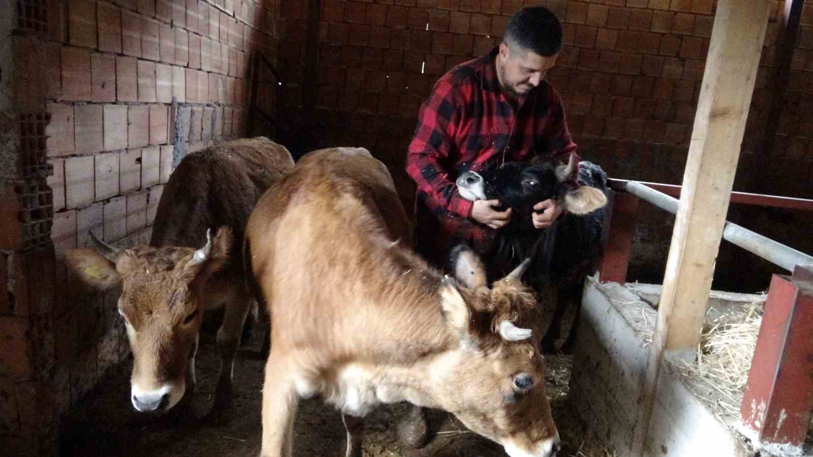 almanyadan koyune dondu cobanlik yapmaya basladi 3 pf5QiT5I