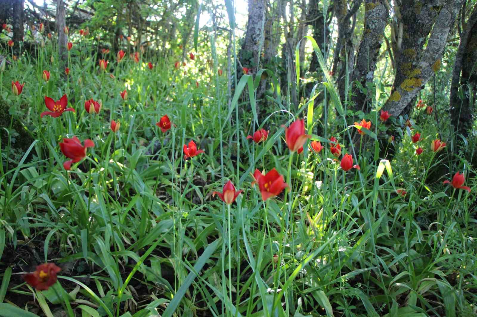 Amasya’da 130 yıldır aranan ’yitik Türk lalesi’ bulundu 5 amasyada 130 yildir aranan yitik turk lalesi bulundu 1 eGVRTkbt
