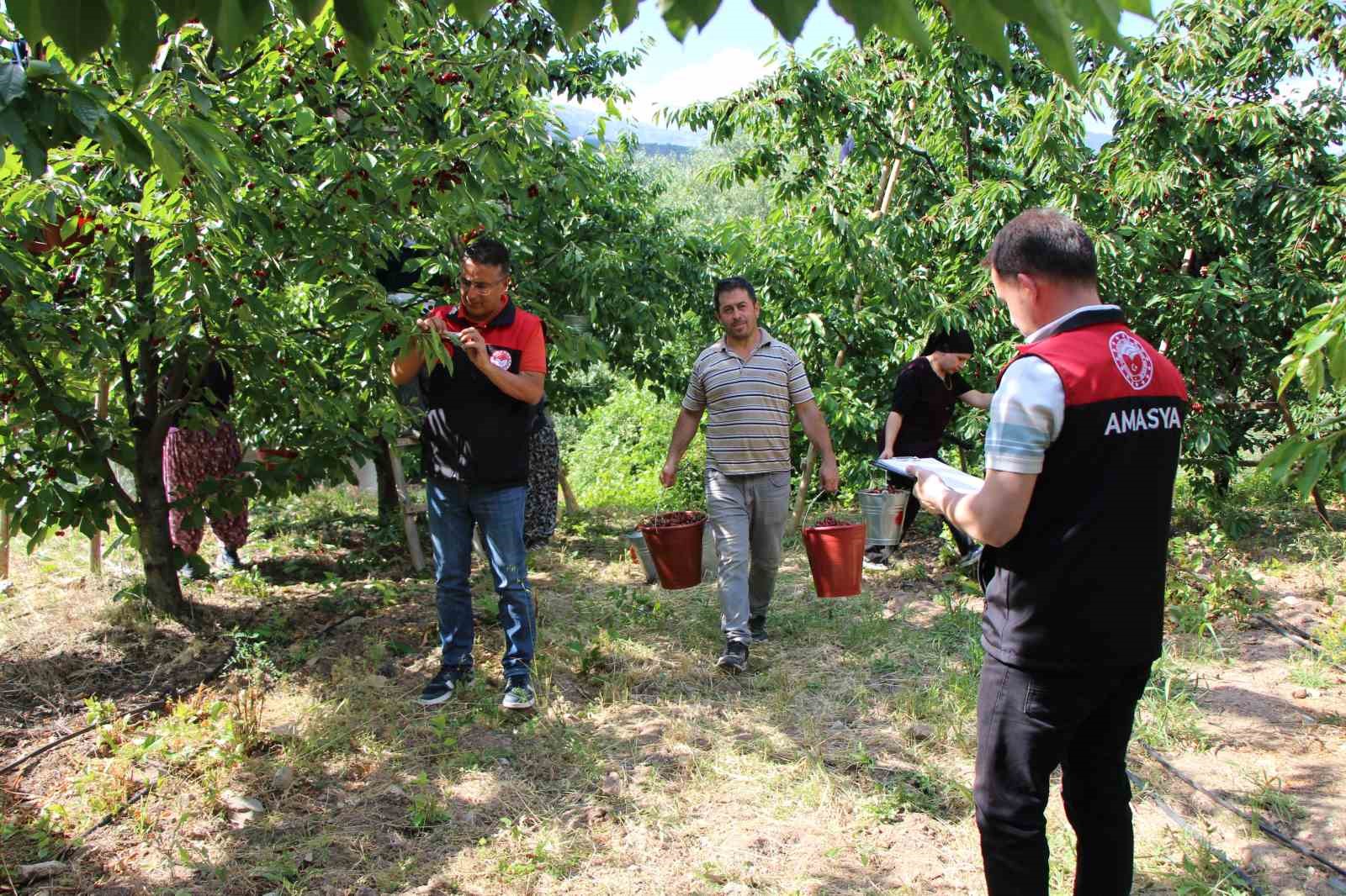 Amasya’da 65. Kiraz Teşvik Yarışması yapıldı 10 amasyada 65 kiraz tesvik yarismasi yapildi 6 Jae5j6f9