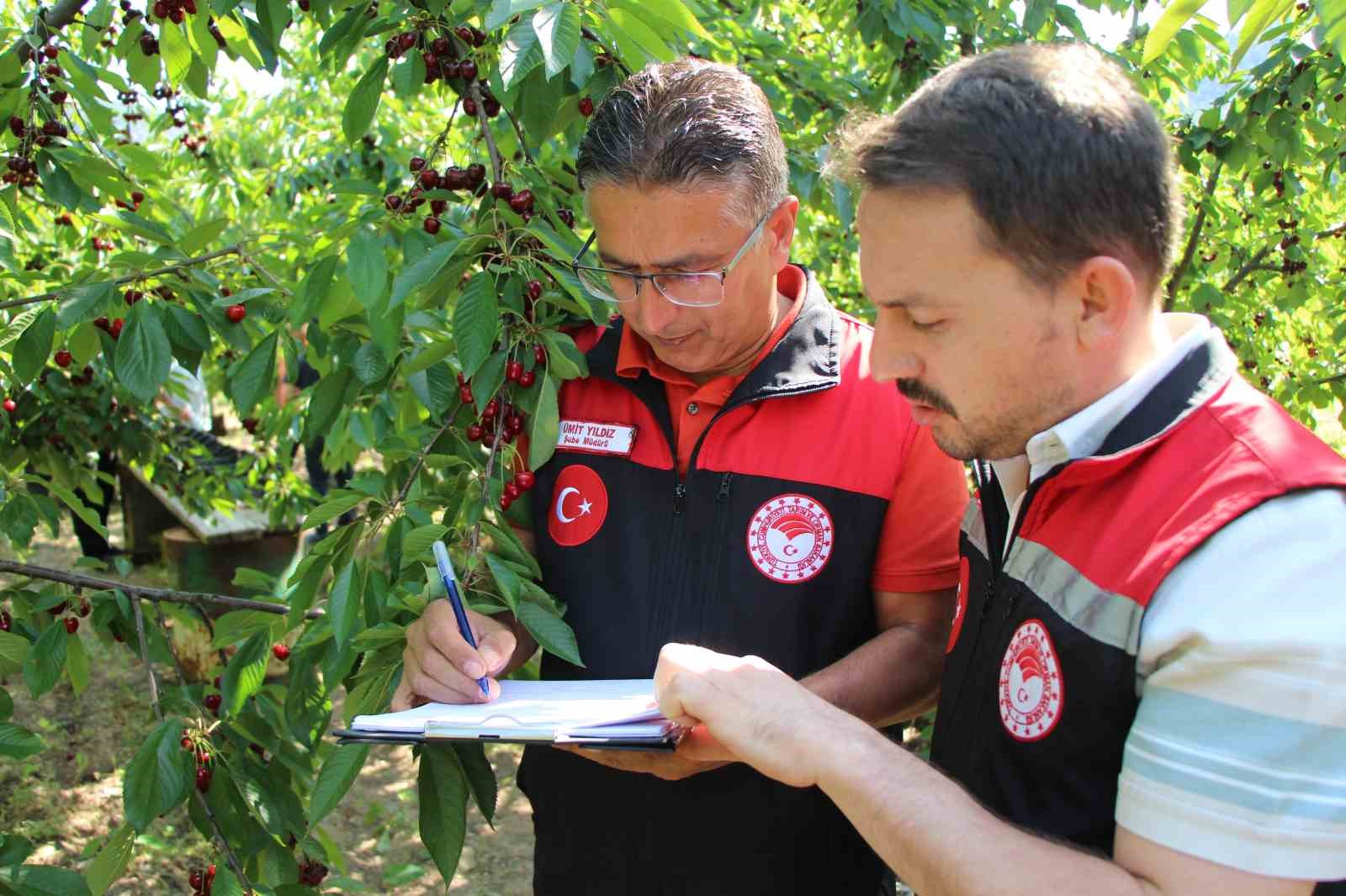 Amasya’da 65. Kiraz Teşvik Yarışması yapıldı 12 amasyada 65 kiraz tesvik yarismasi yapildi 8
