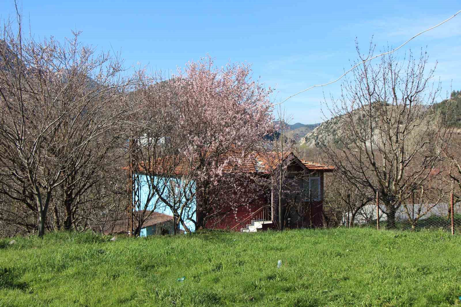 amasyada badem agaclari cicek acti 10 UmeZVShy