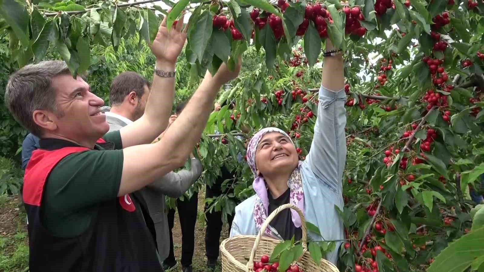 amasyada dallari kiraz basti bu yil 50 bin ton rekolte bekleniyor 0 Wuc9FAQ6