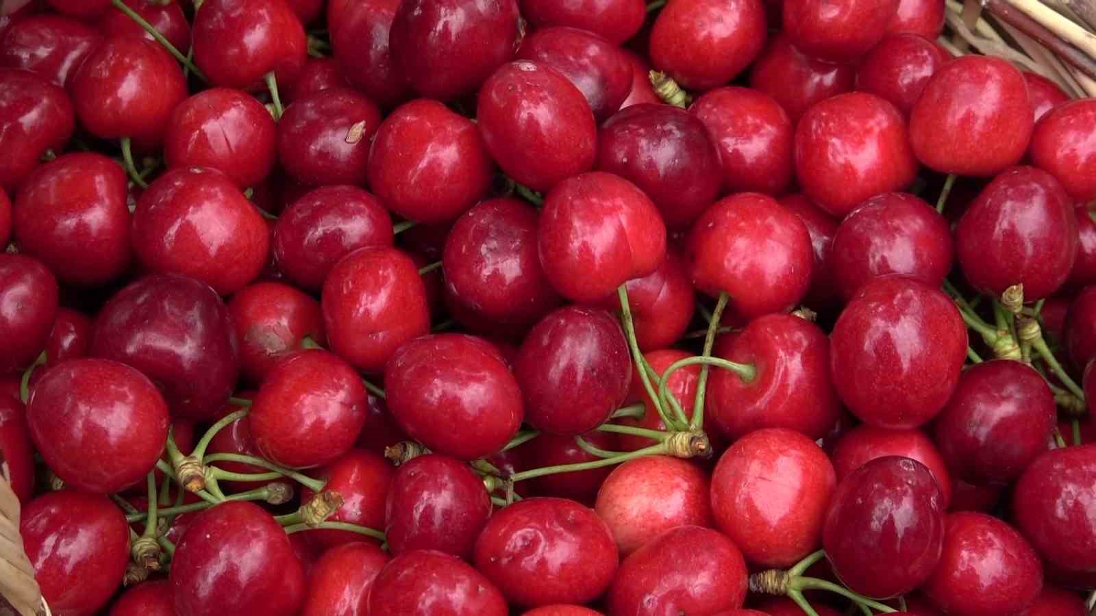 amasyada dallari kiraz basti bu yil 50 bin ton rekolte bekleniyor 1 VHlBTBNX