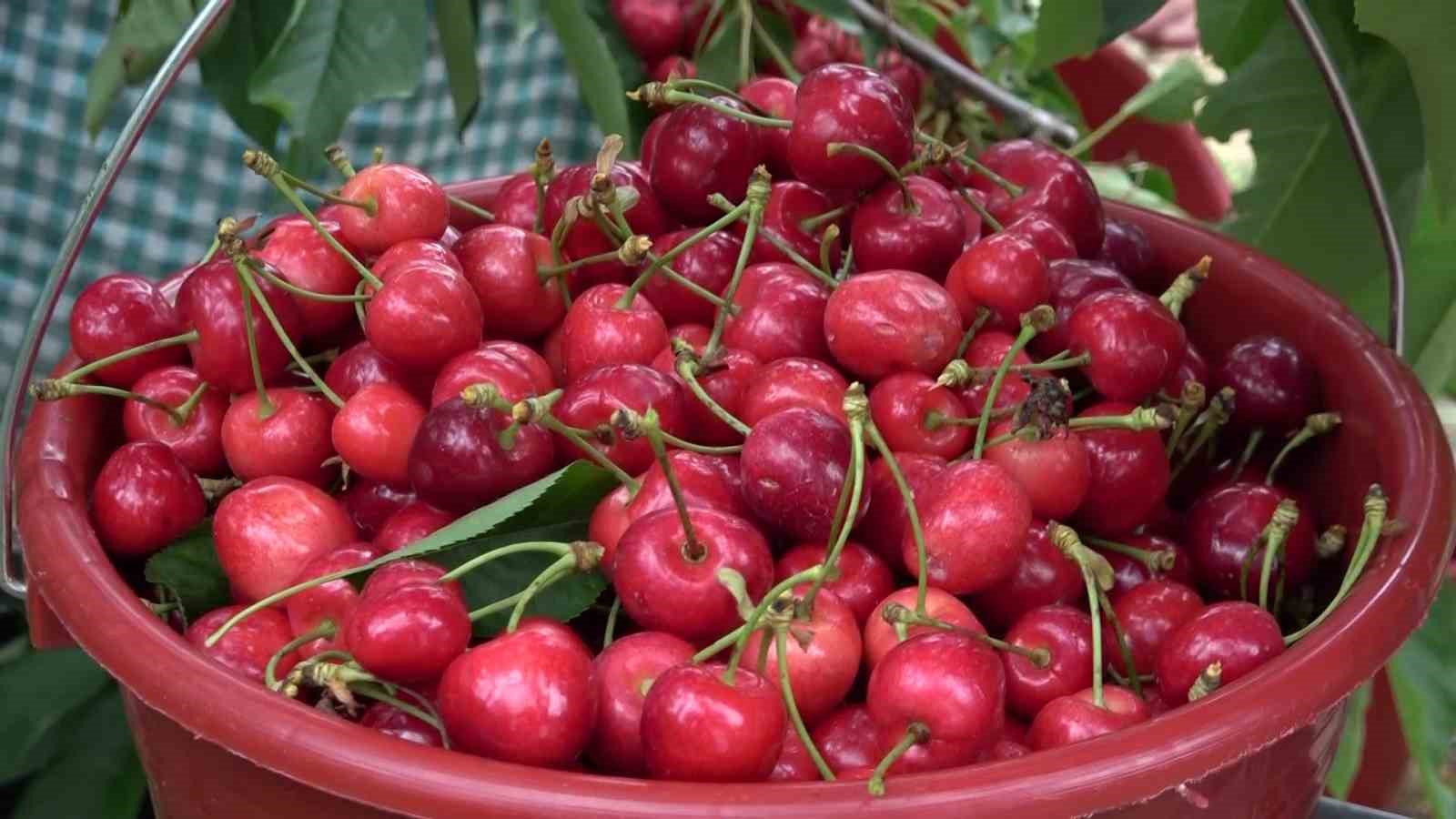 amasyada dallari kiraz basti bu yil 50 bin ton rekolte bekleniyor 4 Xr4vwwSh