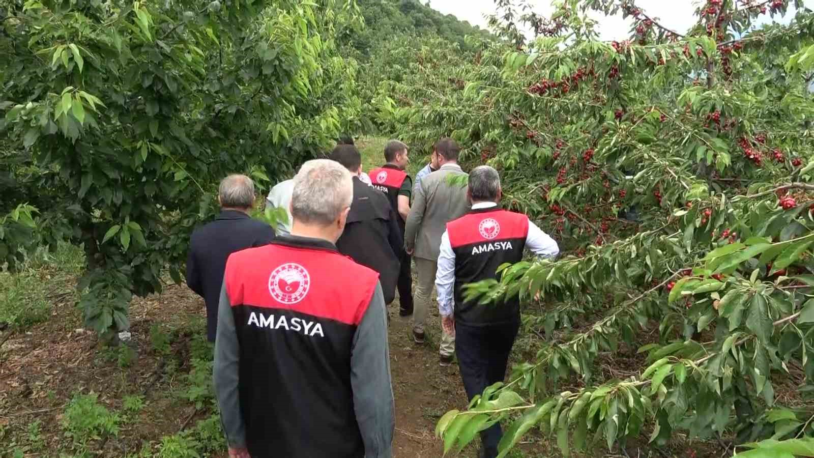 amasyada dallari kiraz basti bu yil 50 bin ton rekolte bekleniyor 5 PDLHB42Z
