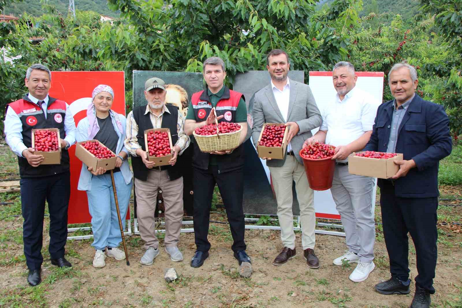 amasyada dallari kiraz basti bu yil 50 bin ton rekolte bekleniyor 6 yYQOEUbr