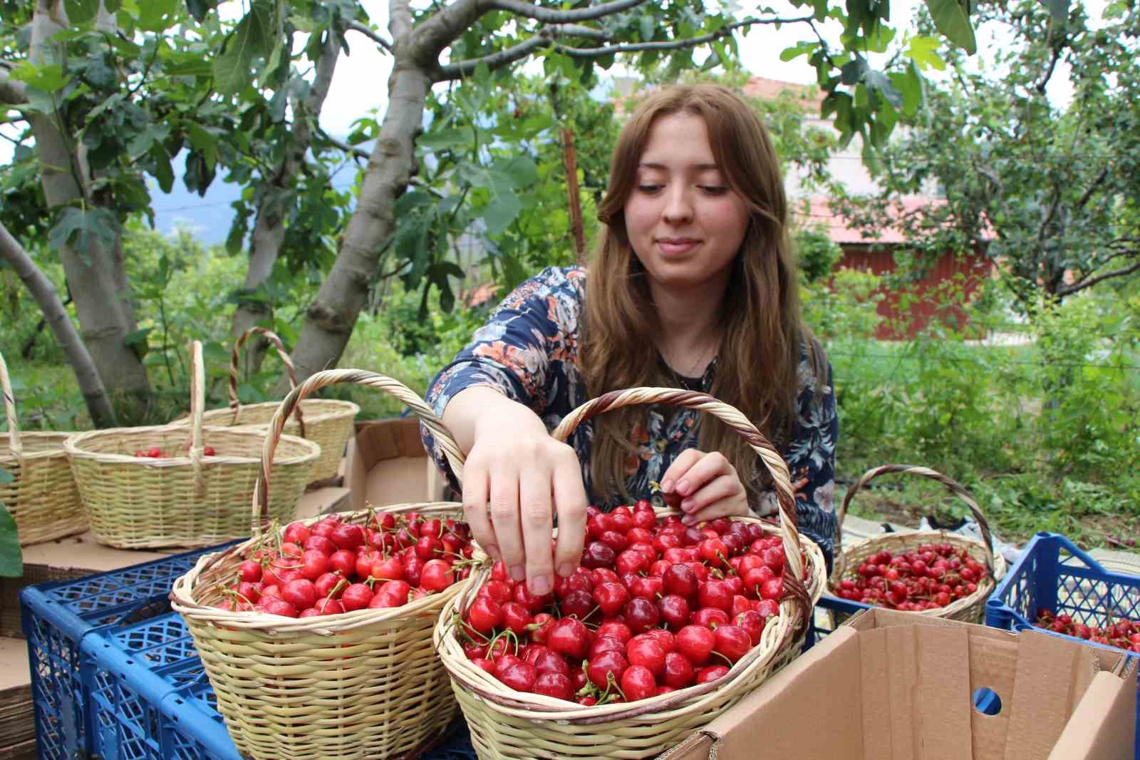 amasyada dallari kiraz basti bu yil 50 bin ton rekolte bekleniyor 7